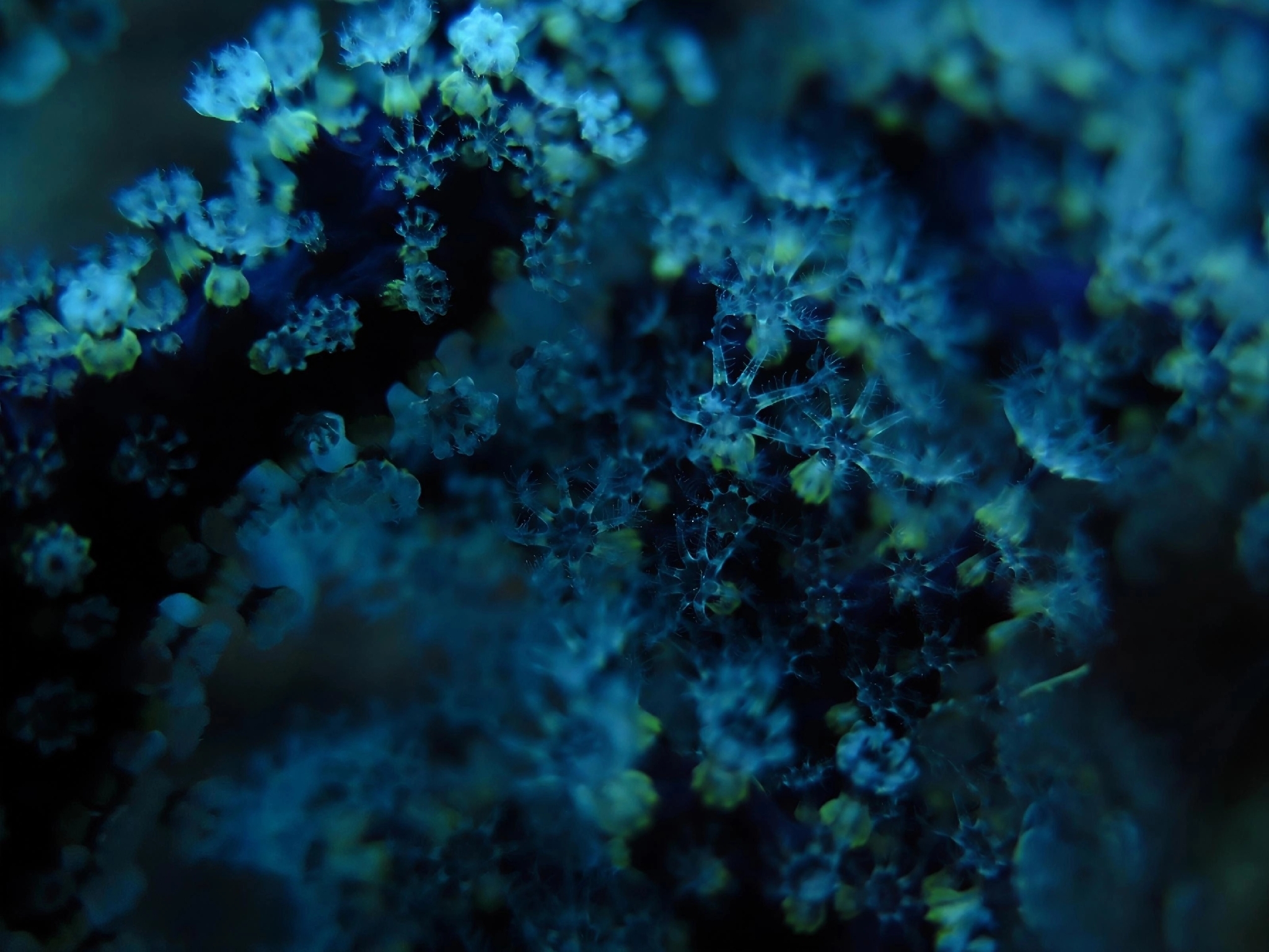 Alcyonium coralloides (Pallas, 1766)