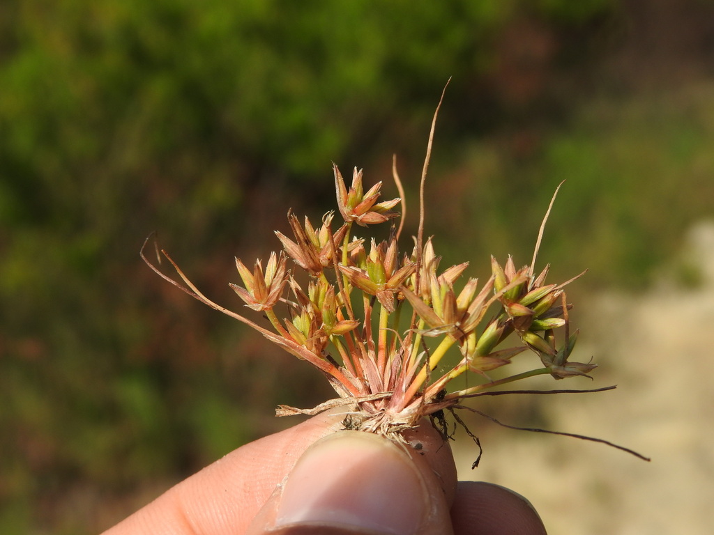 Pigmy rush (Juncus pygmaeus)