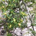 Pseudanthus orientalis - Photo (c) greg n,  זכויות יוצרים חלקיות (CC BY-NC), הועלה על ידי greg n