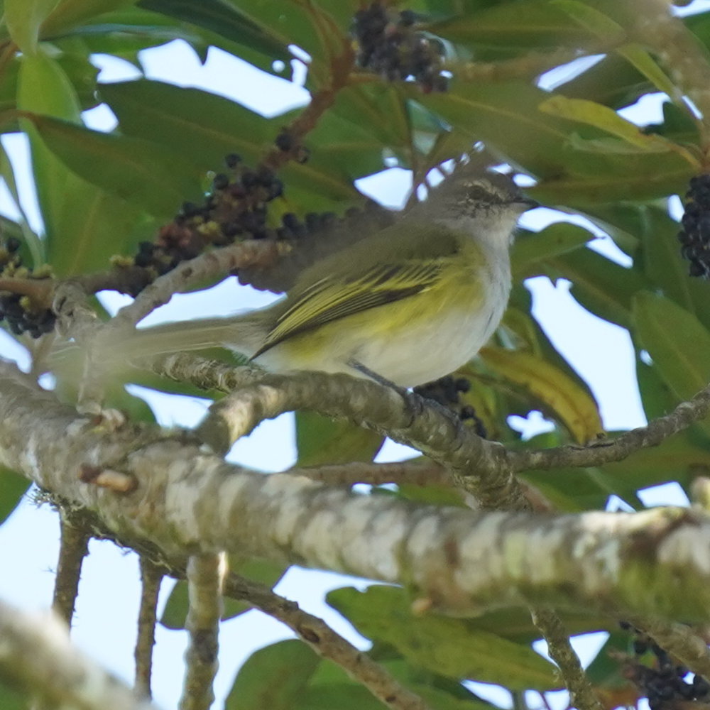 Grey-capped Tyrannulet (Phyllomyias griseocapilla), photo 5