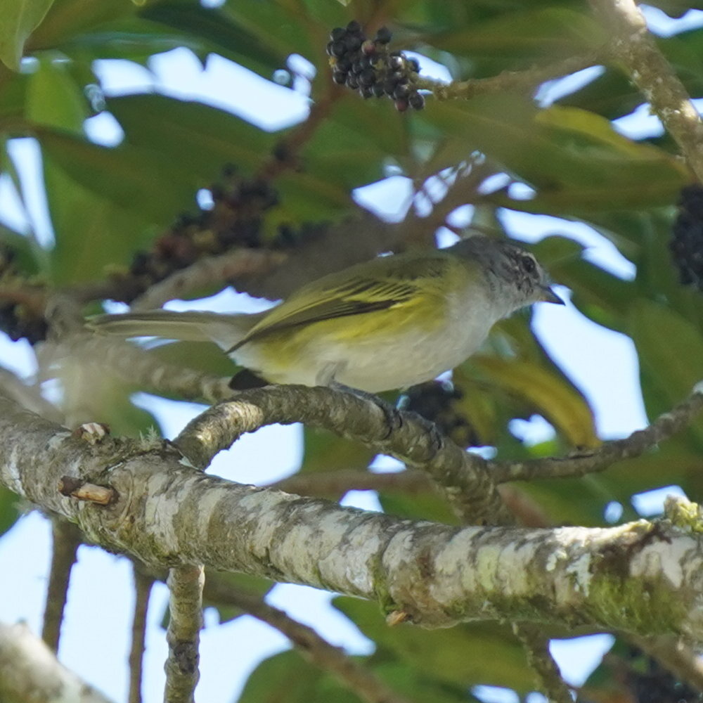 Grey-capped Tyrannulet (Phyllomyias griseocapilla), photo 7