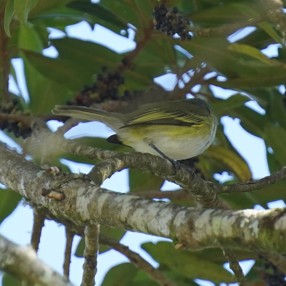 Grey-capped Tyrannulet (Phyllomyias griseocapilla), photo 6