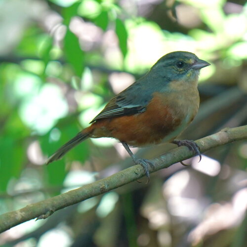 Buff-throated Warbling Finch (Microspingus lateralis), photo 3