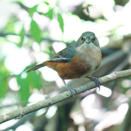 Buff-throated Warbling Finch (Microspingus lateralis), photo 4