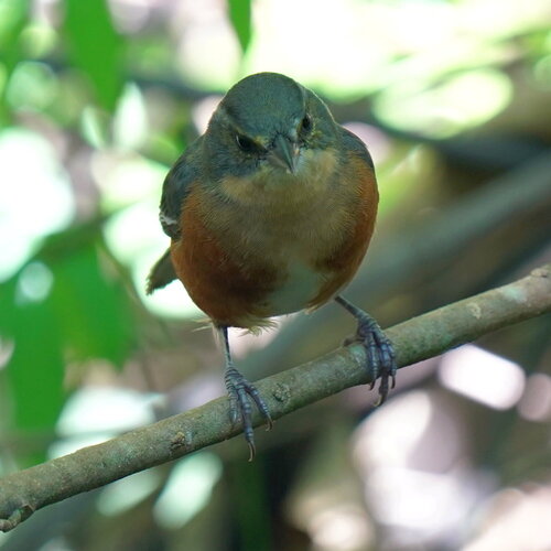 Buff-throated Warbling Finch (Microspingus lateralis), photo 9