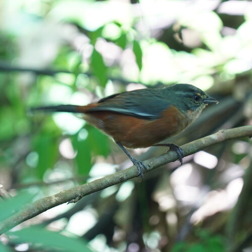 Buff-throated Warbling Finch (Microspingus lateralis), photo 10