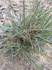 Ficinia truncata, photograph (c) Martjie Fia Fourie, some rights reserved (CC BY)
