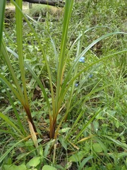 Cyperus exaltatus