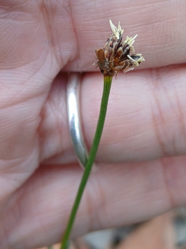 Ficinia truncata, photograph 5