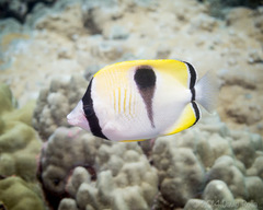 Chaetodon unimaculatus