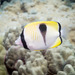 Teardrop Butterflyfish - Photo (c) 104623964081378888743, some rights reserved (CC BY-NC), uploaded by David R