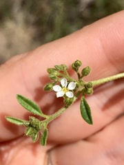 Limeum viscosum transvaalense