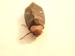 Proteuxoa cinereicollis