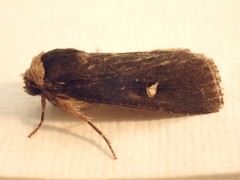 Proteuxoa cinereicollis