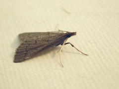 Metasia dicealis