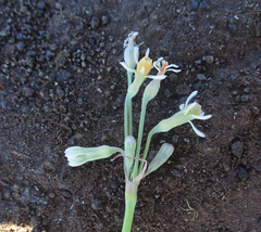 Tulbaghia leucantha