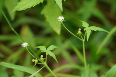 Hydrocotyle geraniifolia