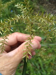 Cyperus exaltatus