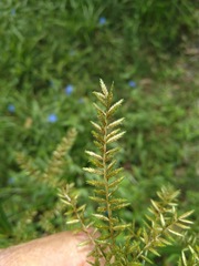 Cyperus exaltatus