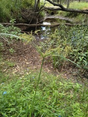 Cyperus exaltatus