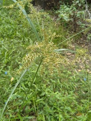 Cyperus exaltatus