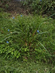 Cyperus exaltatus