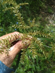 Cyperus exaltatus