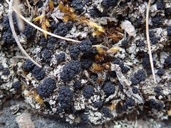 Trapeliopsis colensoi