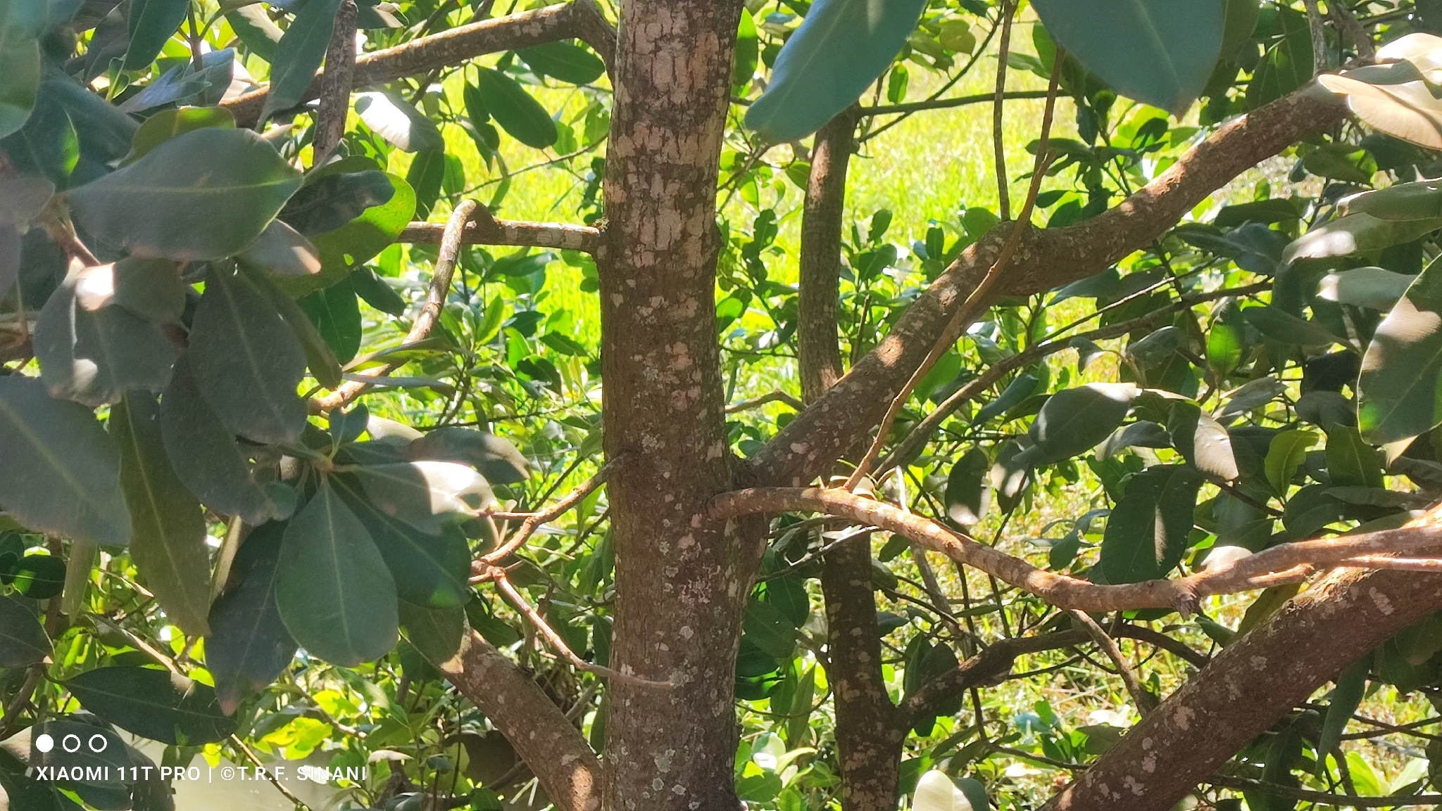 Imagem de Guanandi