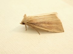 Lophocalama neuritis