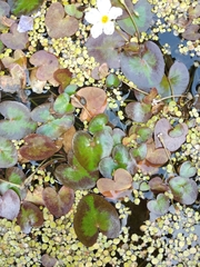 Nymphoides hydrophylla