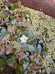 Nymphoides hydrophylla