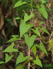 Calystegia marginata