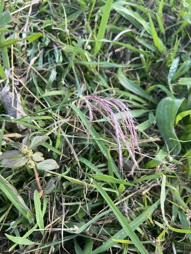Bothriochloa bladhii observed 2026-04-26