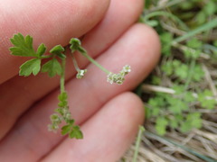 Chaerophyllum ramosum