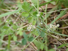 Chaerophyllum ramosum