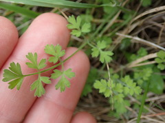 Chaerophyllum ramosum