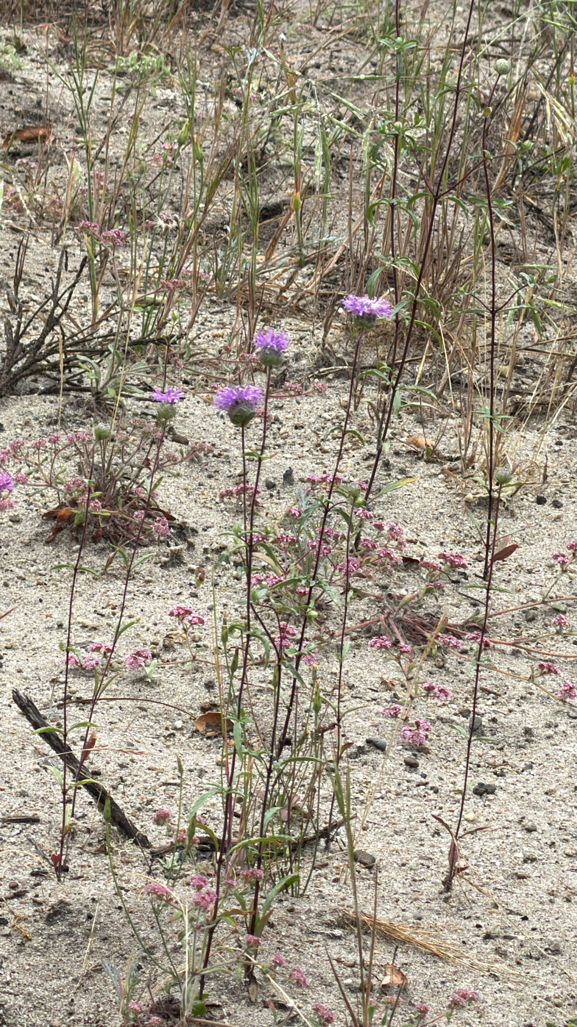 Imagem de Monardella sinuata