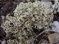 Xanthoparmelia molliuscula