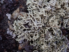 Xanthoparmelia molliuscula