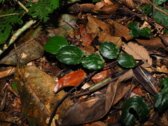 Boesenbergia orbiculata