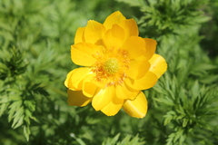 Adonis apennina