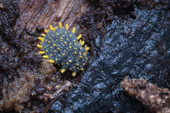 Holacanthella paucispinosa