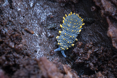 Holacanthella paucispinosa