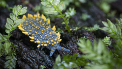 Holacanthella paucispinosa