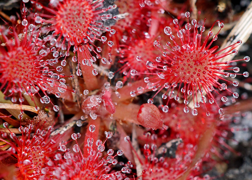 Pink Sundew