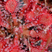 Drosera capillaris - Photo (c) Mary Keim,  זכויות יוצרים חלקיות (CC BY-NC-SA)