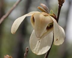 Asimina reticulata