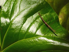 Carausius sechellensis