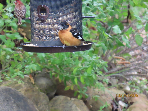 iNaturalist observation photo of Black-headed Grosbeak